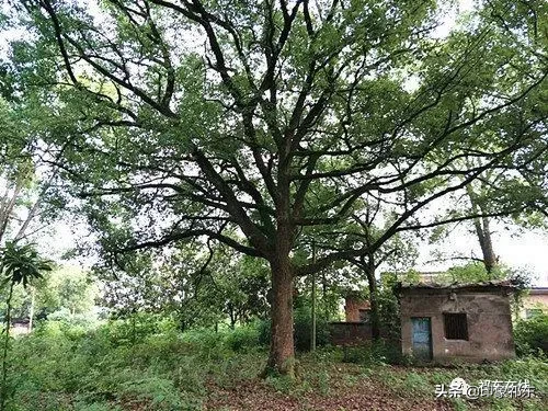 「家乡祁东」白地市记忆
