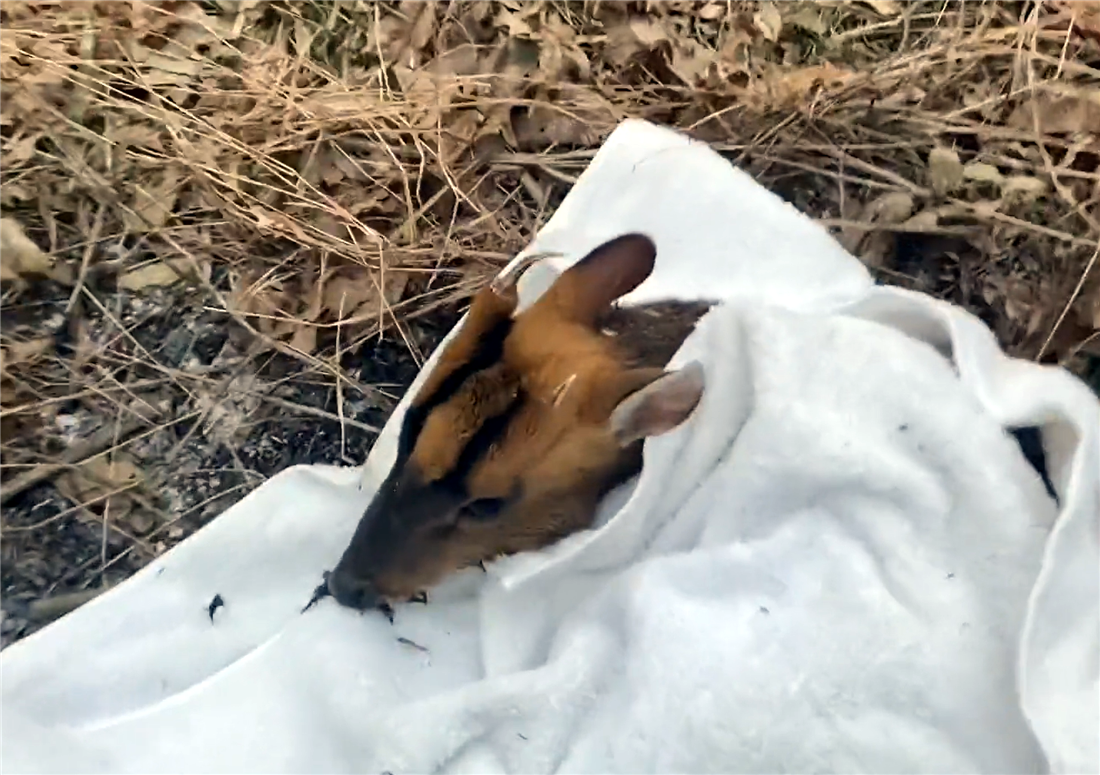 当她看到这一场景时,连忙赶走了大黄狗.