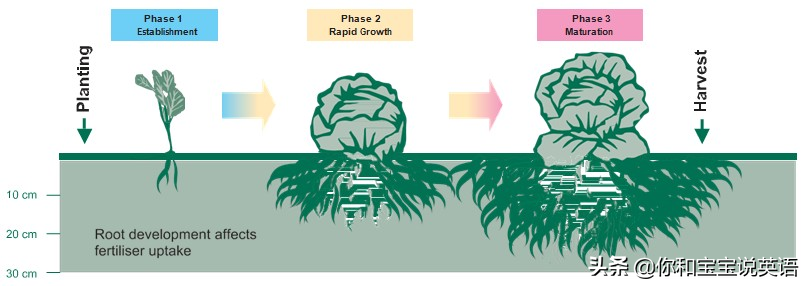 采摘亲子英文+科普—草莓蓝莓、萝卜白菜，谁长地上，谁长藤上？