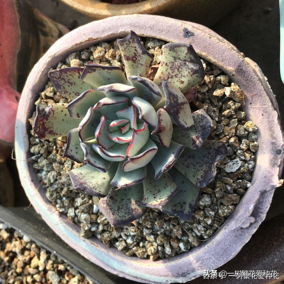 跌落神坛的20种多肉，当年贵到下不了手，现在终于可以随便买了