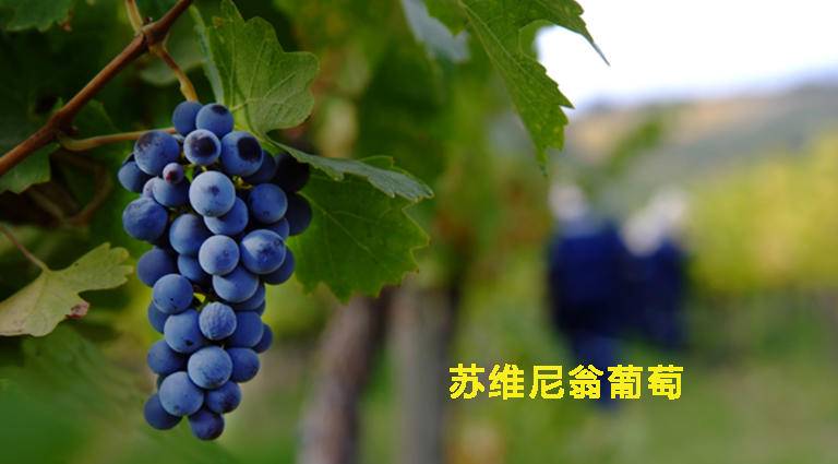 膠原感滿滿，口服美容“葡萄籽”怎么挑？