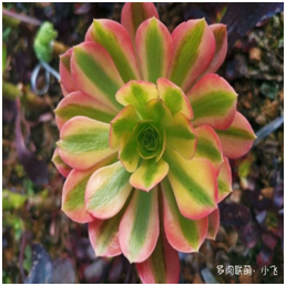 2019年多肉新品种---Verna法师