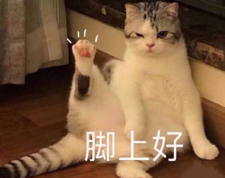 猫咪可爱表情包