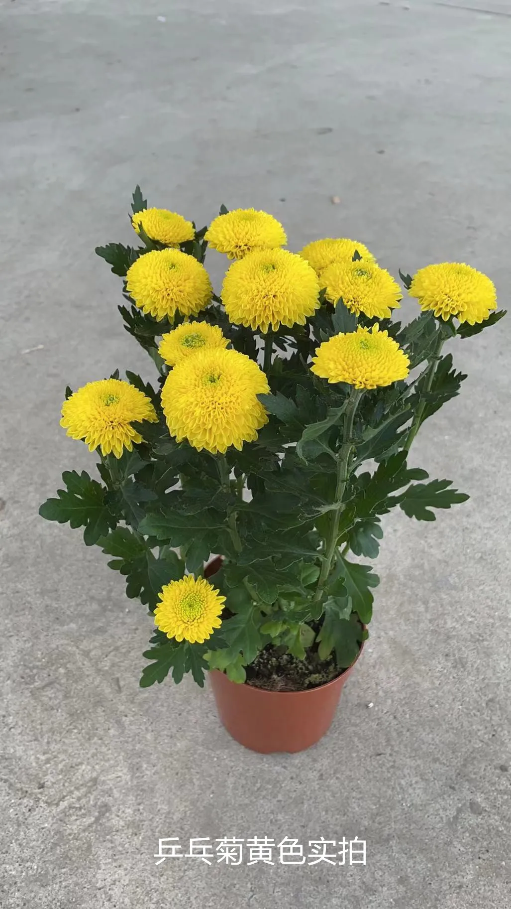 团购5,自然花期是在秋天开花,以后会在每年秋开花.