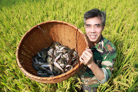 稻田养鱼的饲养管理技术