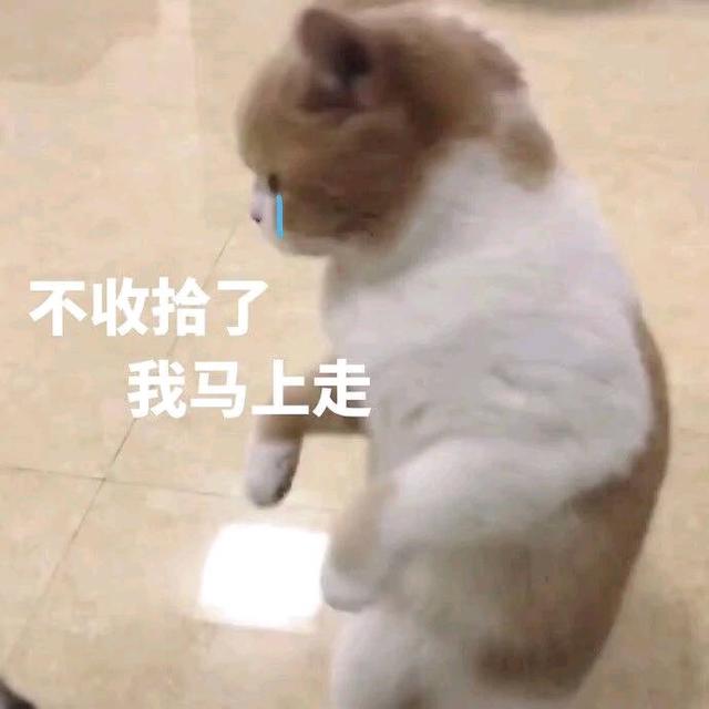 可爱猫咪的表情包我的悲伤大概有这么大