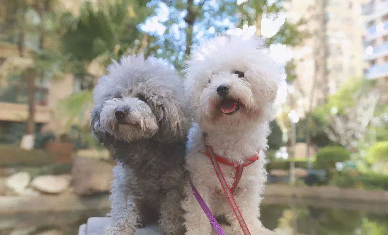 狗狗绝育的优点和缺点