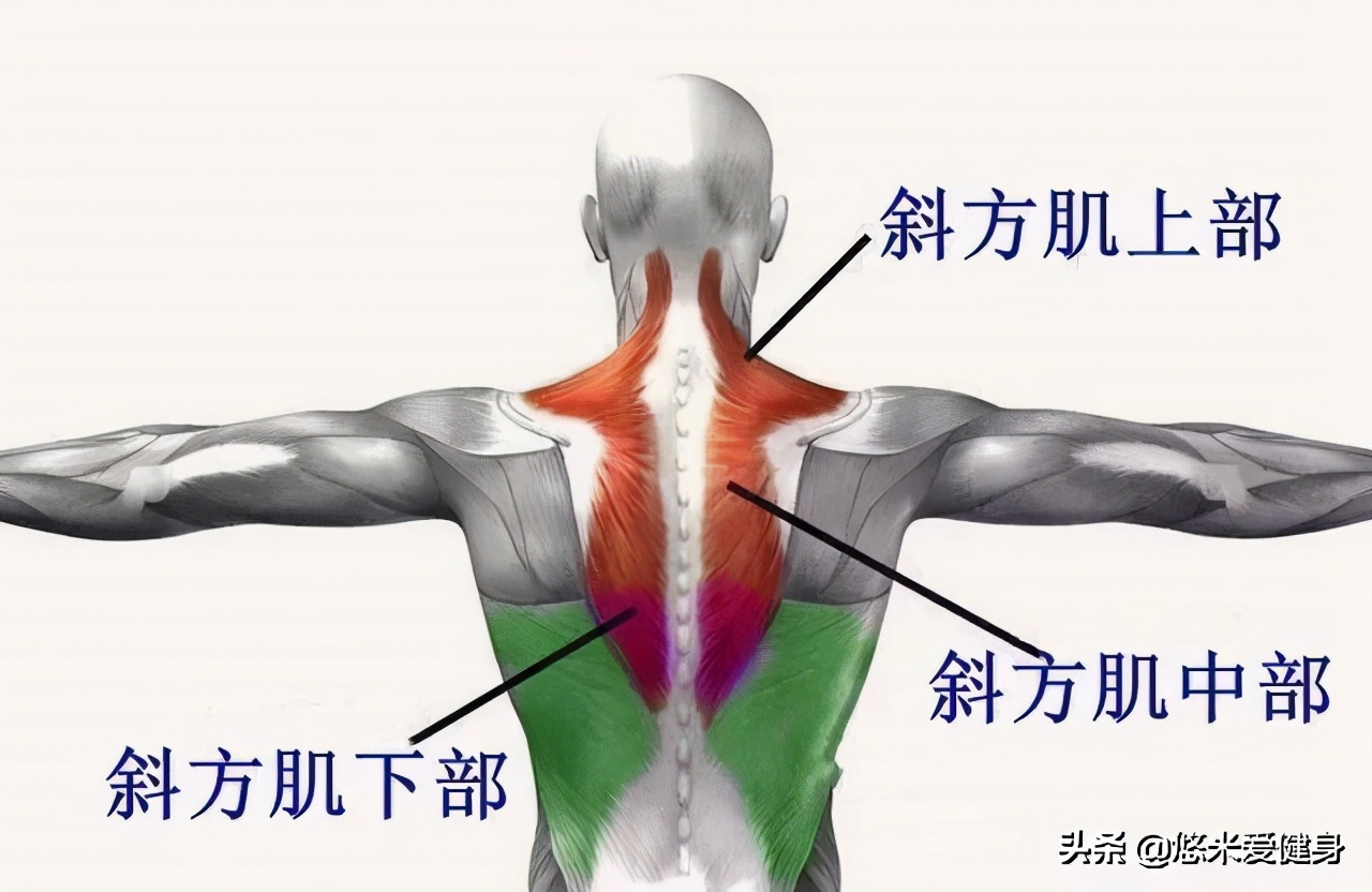 女生脖子太粗不好看，每天训练4个动作，帮你快速消除斜方肌