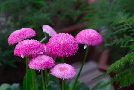 菊花是春天开的吗（绽放在春天里的3种菊花）