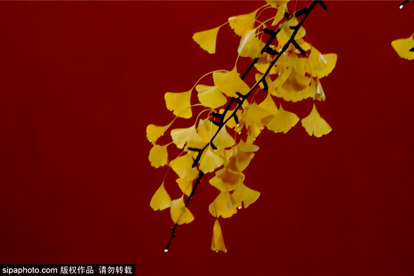 跟着打卡！“叶落的季节—漫步北京”14条赏银杏品文化线路来了