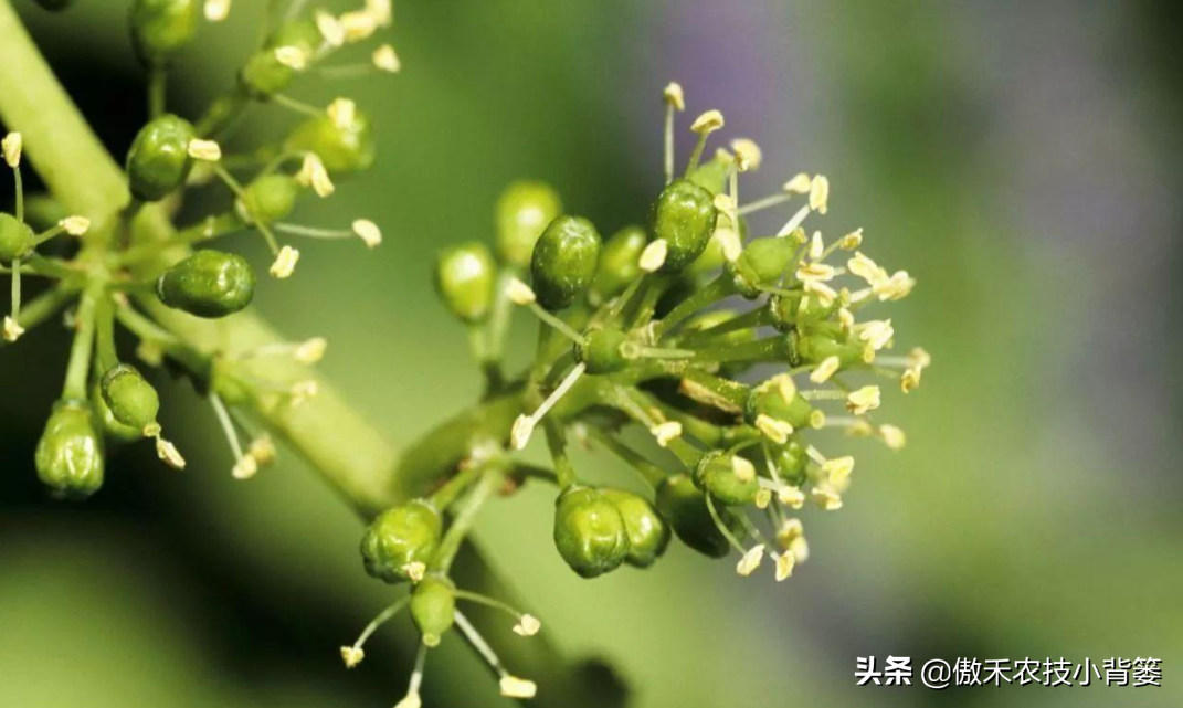 葡萄什么时候结果（葡萄花期的种植需求和管理方法）