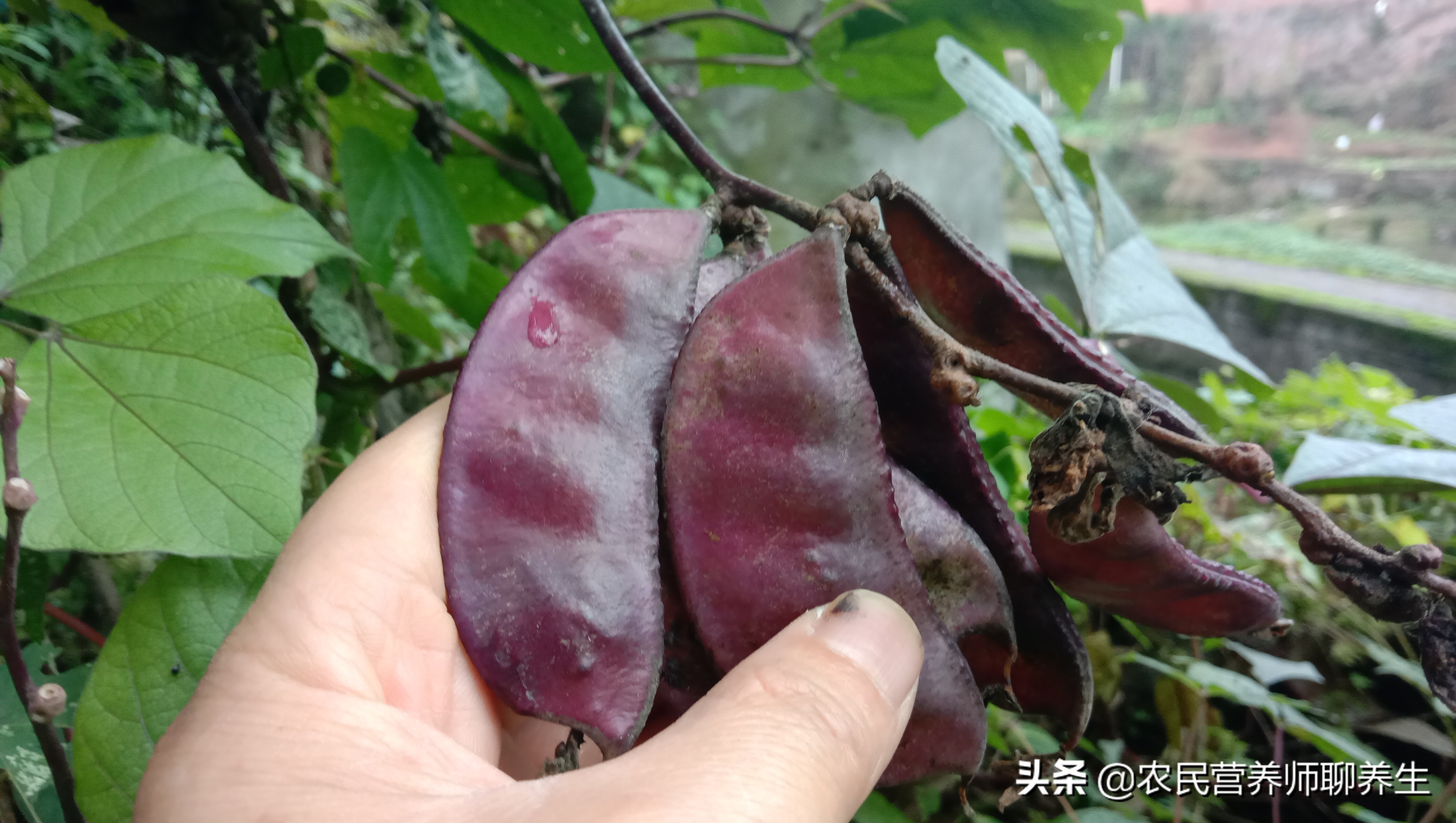 紫扁豆是什么（紫扁豆的正确营养价值，千万不要错过）