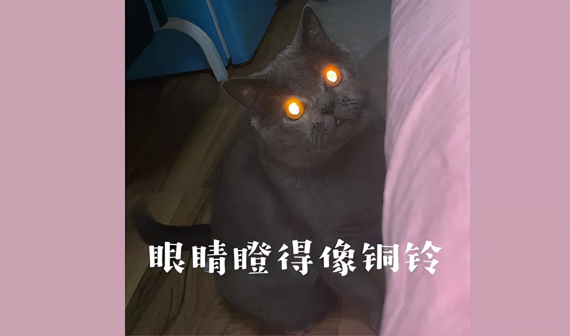 我花費2個月調研了64個出海寵物品牌（上）
