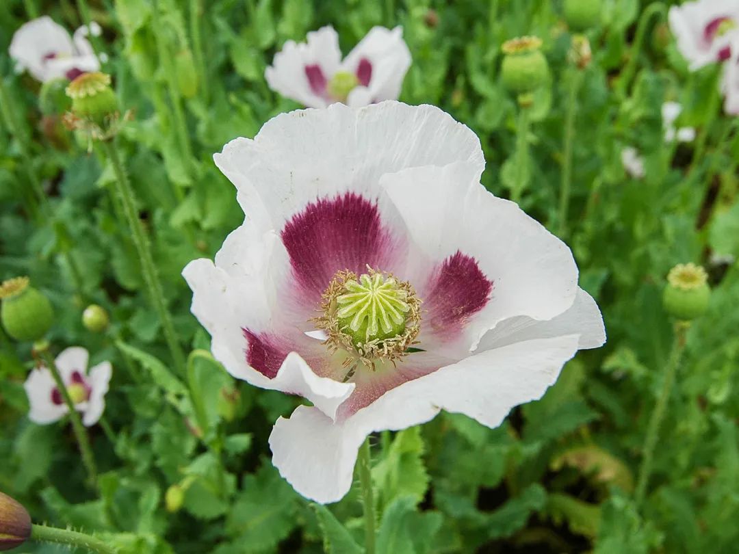 偶然捡到种子种出罂粟花?我读书少别骗我