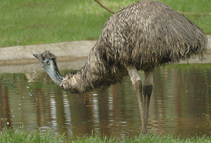 鹋怎么读？鹋的读音和意思