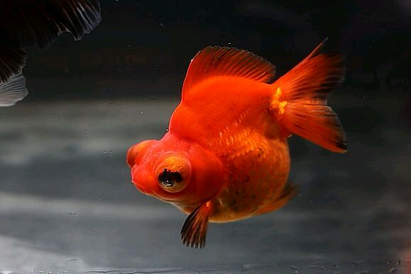 用琉金和龙睛培育而成的憨型龙睛金鱼 短尾龙睛 天天看点