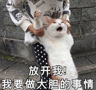 猫咪表情包合集｜你看我像猪吗