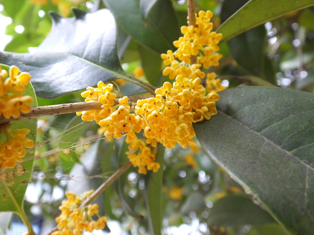 桂花树用什么树嫁接好(桂花嫁接时间和方法)