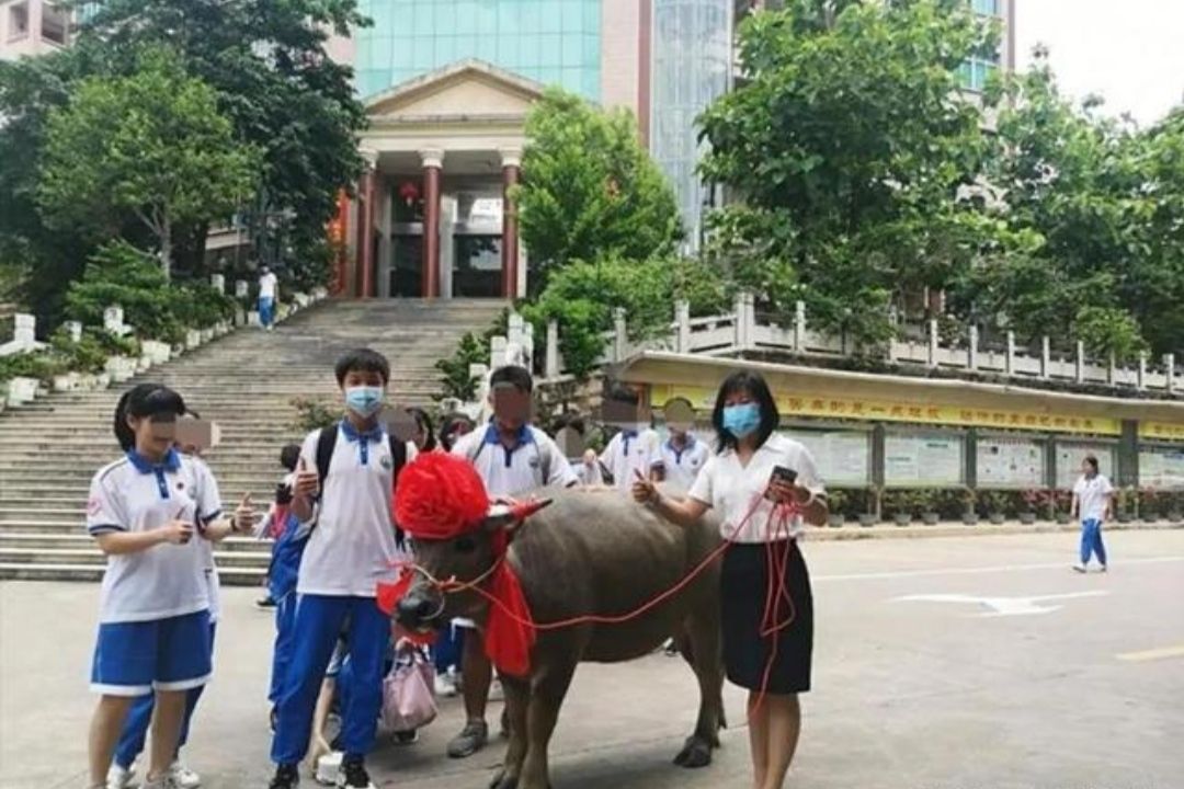 儿子高考全校第一，家长送学校“一头牛”，网友：下届家长压力大