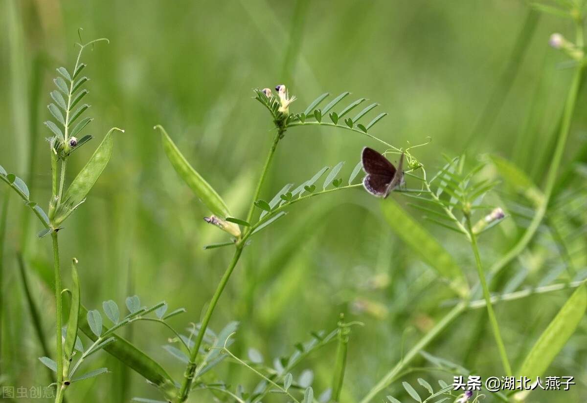 农村能吃的野菜100种大全(教你认识100种野菜和吃法)