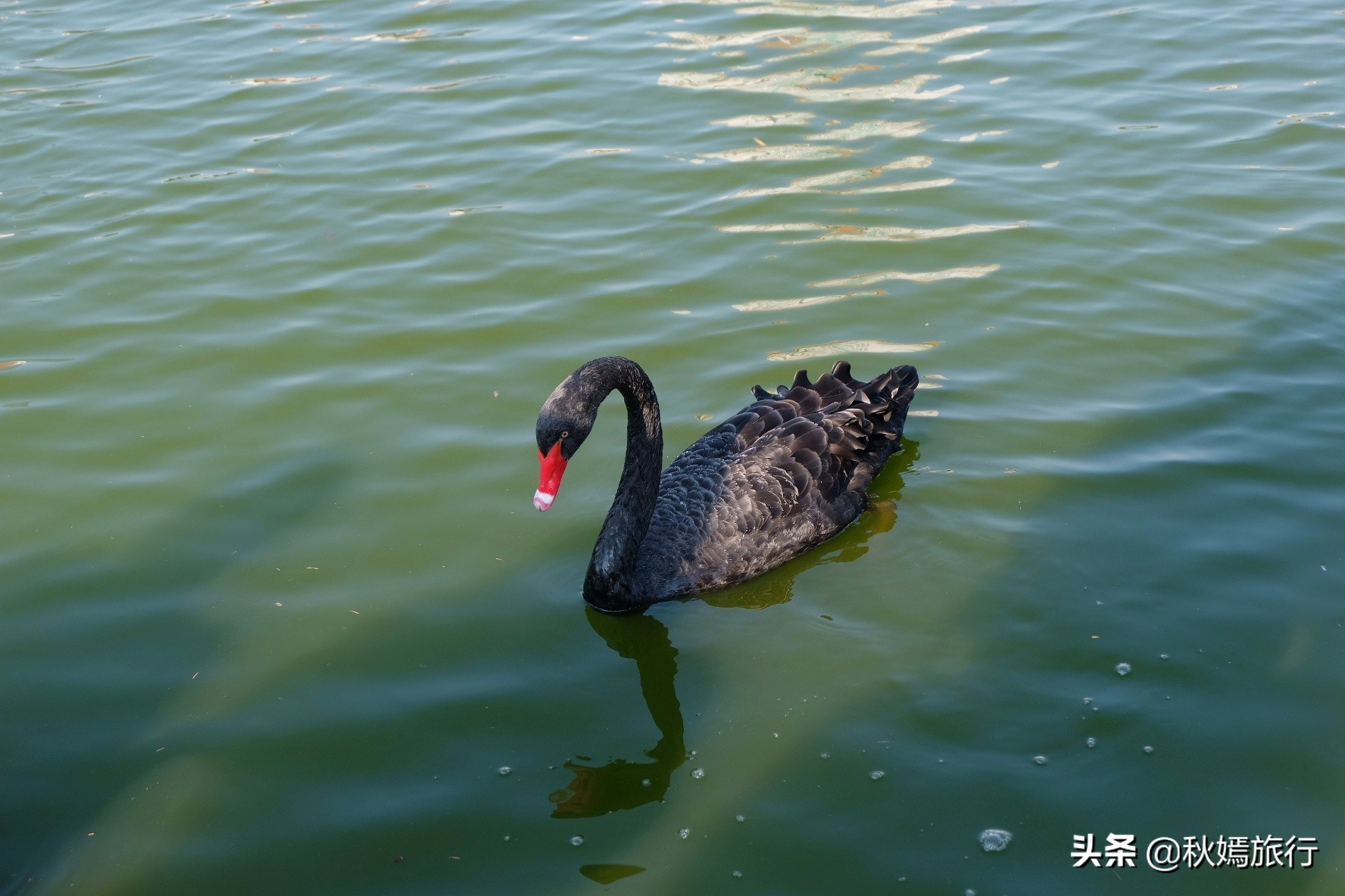 厦门这所临海而建大学，校园优美，沙滩迷人，被誉为中国最美大学