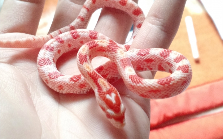 另类宠物之玉米蛇图片