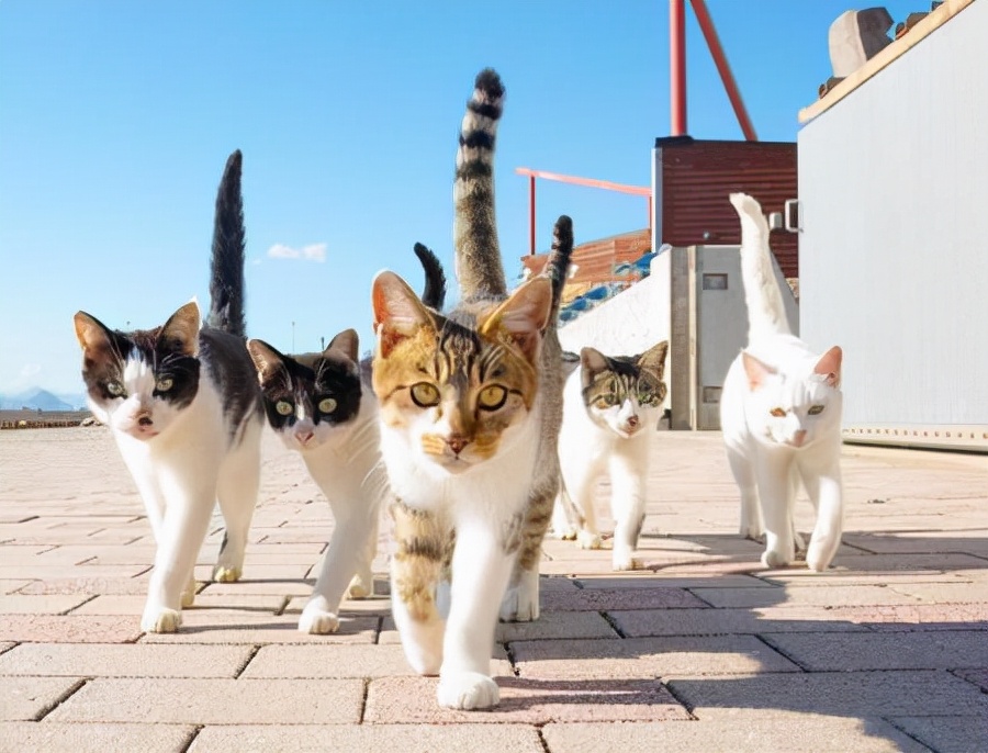 中华田园猫丨狮子猫