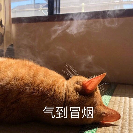 猫咪表情包25张｜我这一巴掌下棋你可能会死