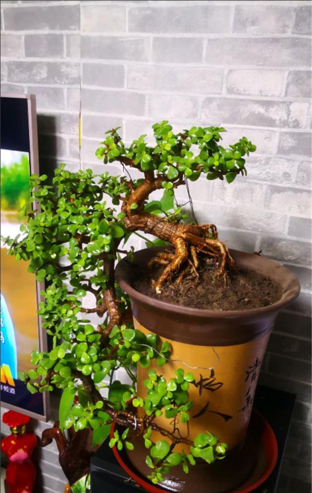 金枝玉叶花卉（金枝玉叶有6怕，难怪叶片哗哗掉，避开枝叶紧凑，二三年成老桩）
