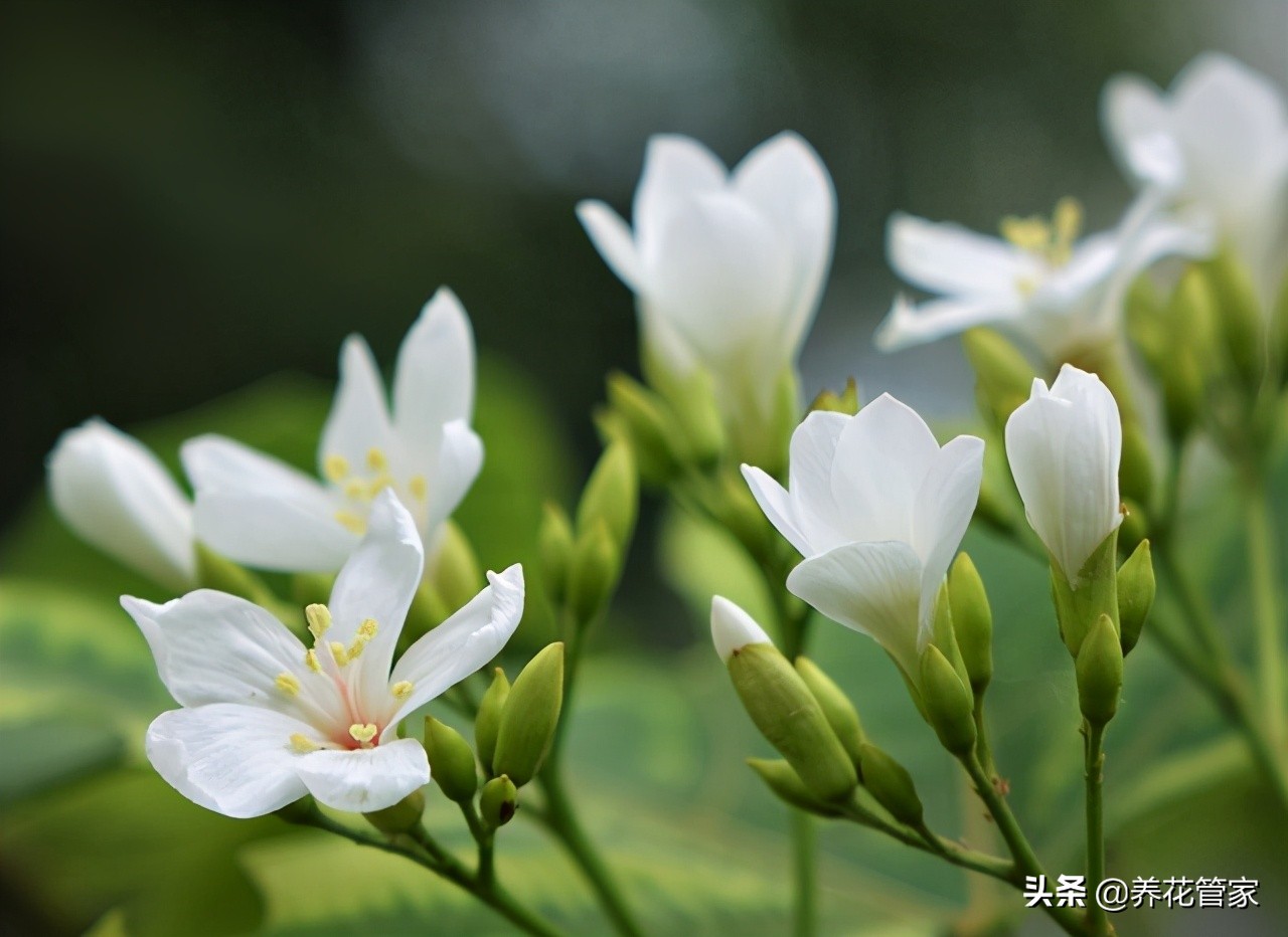 油桐花开，纷飞似雪，忆儿时