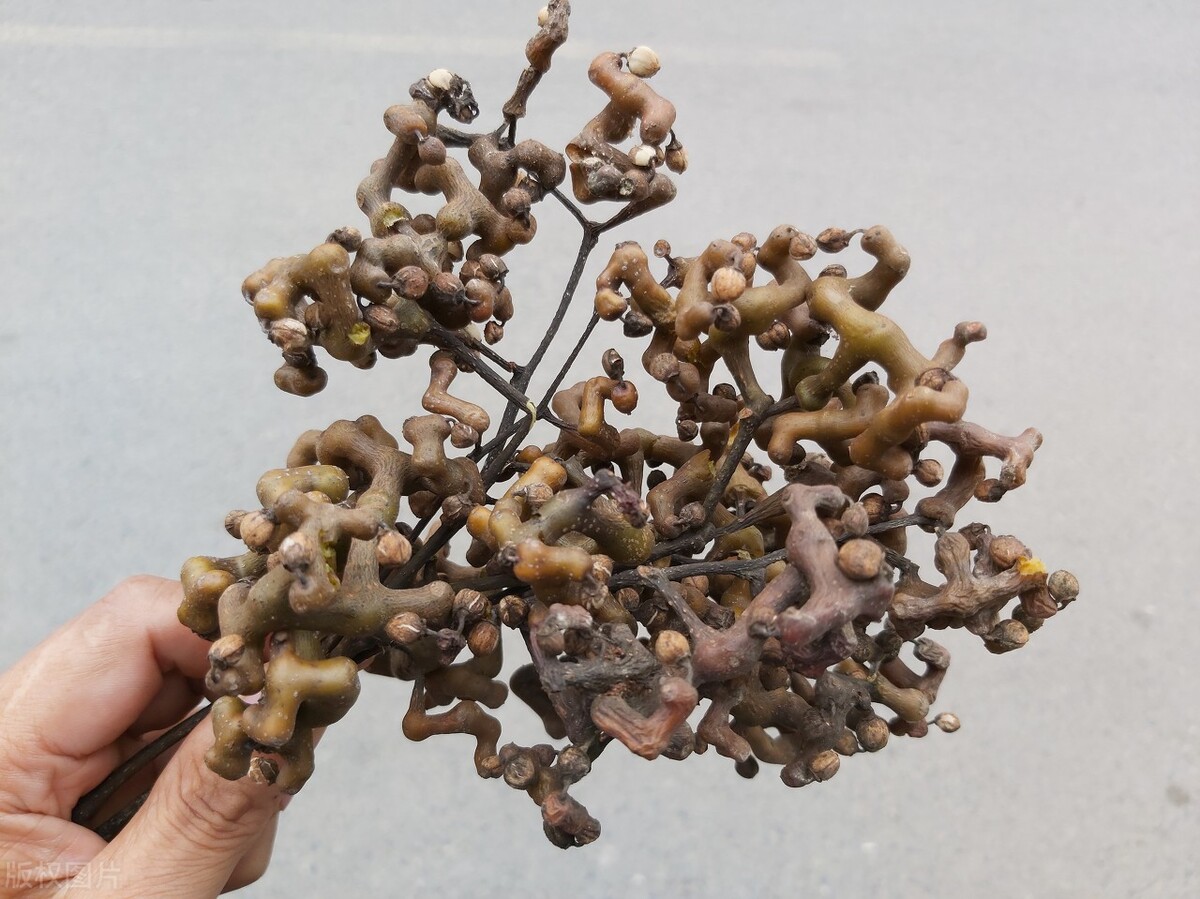 农村常见的三种"枣",叫枣却不是枣,有的甜如蜜,有的苦涩难咽