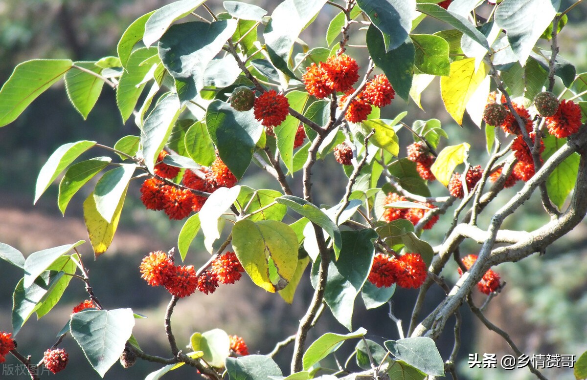 楮桃叶图片(农村构树上的红果子能吃吗) - 赤虎壹号