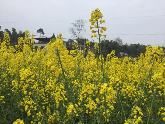 全家农转非，三个时间段，土地承包政策不一样