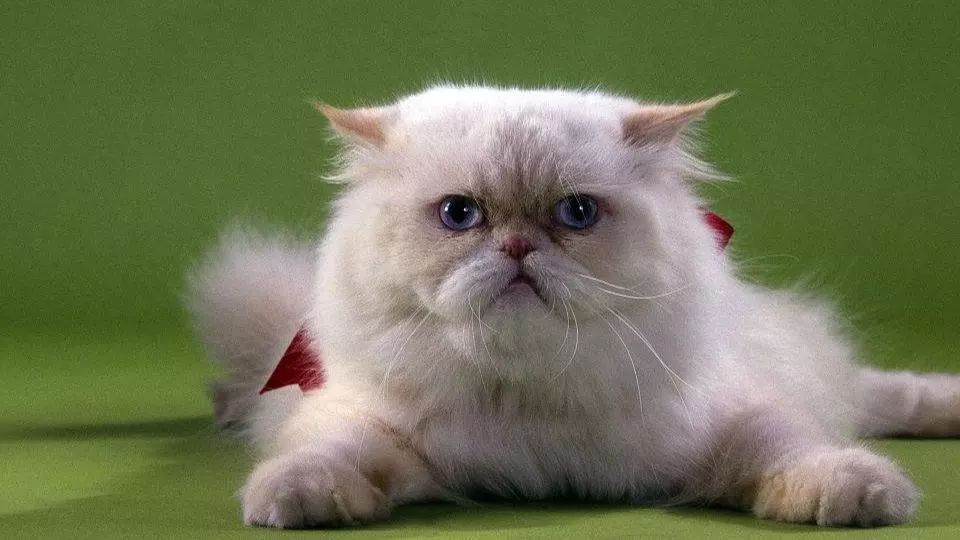 猫咪流泪有泪痕？揭秘背后原因