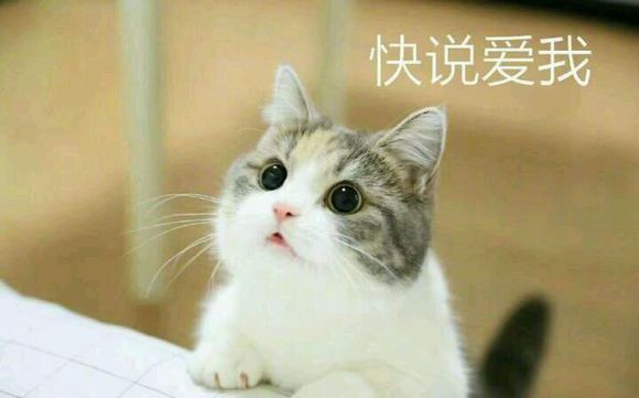 小猫咪叫老婆表情包