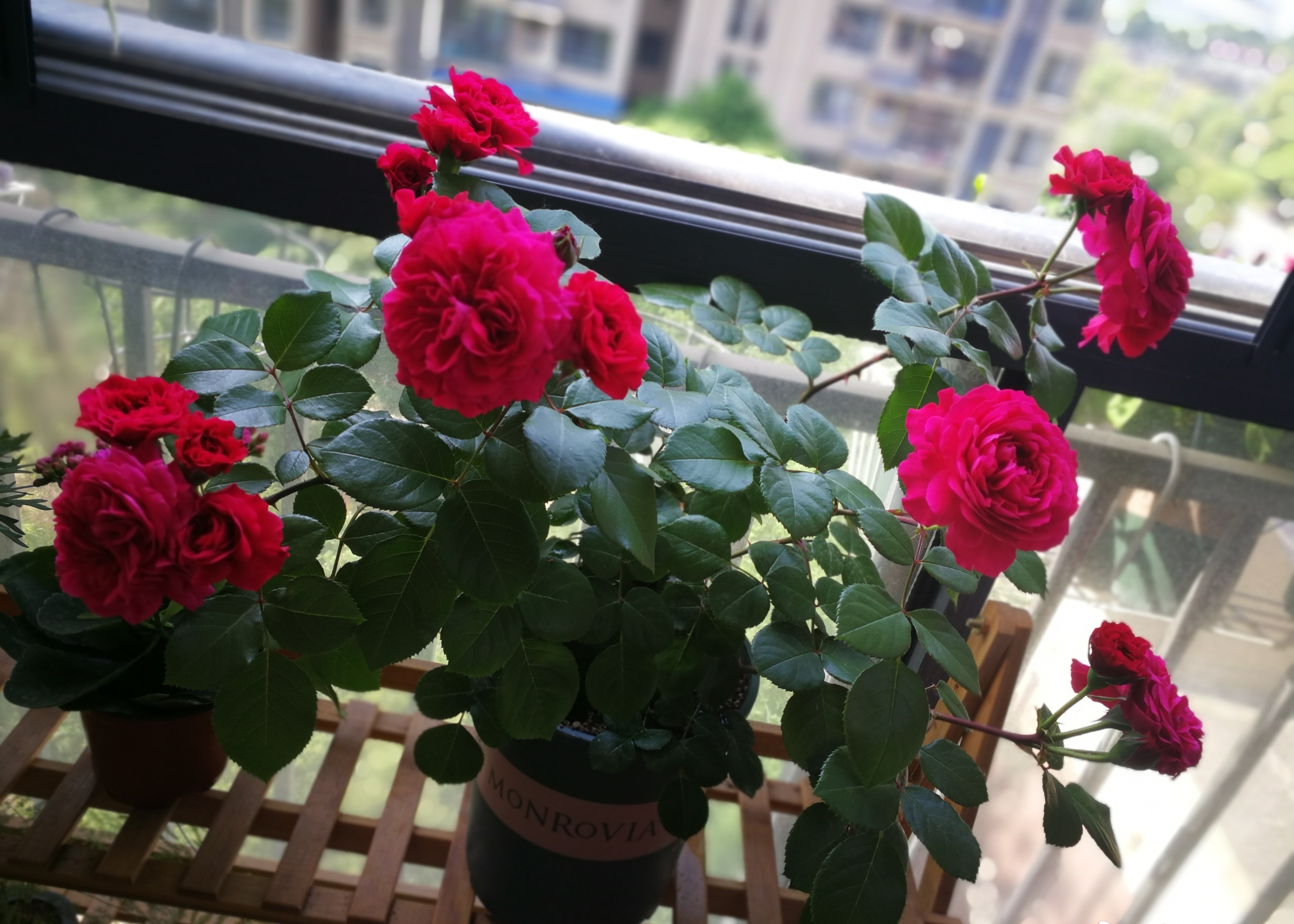 红色达芬奇—阳台也能养的月季，喜庆大红色，丰花勤花，值得拥有