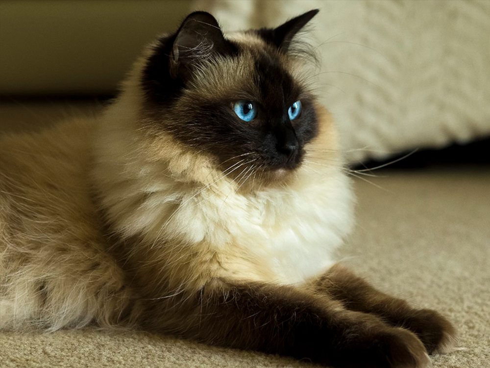 布偶猫丨海/蓝重点色