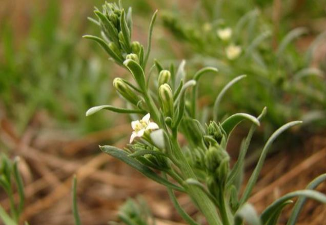 野外一植物，人称“青龙草”，碰到别当杂草，一斤能卖60元