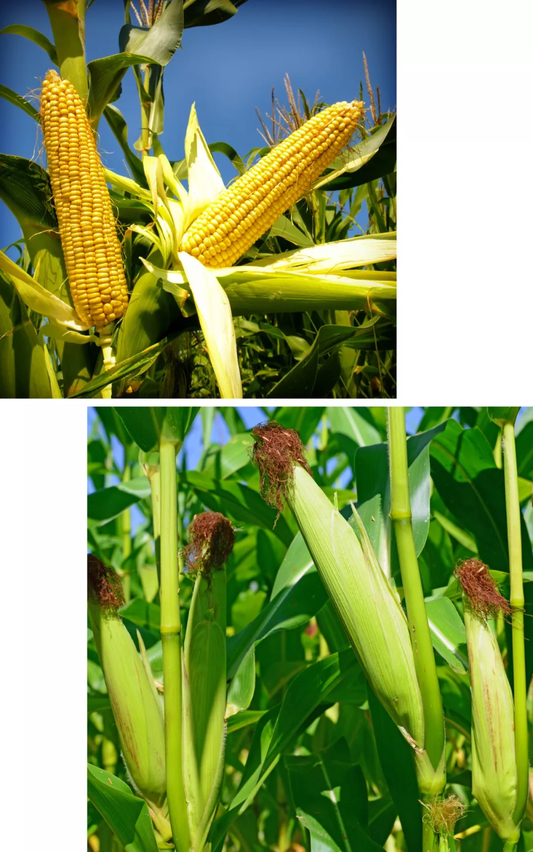 田野畅想曲 | 马顺先的玉米写生