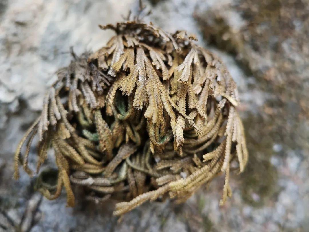 卷柏是什么植物-世界十大之最