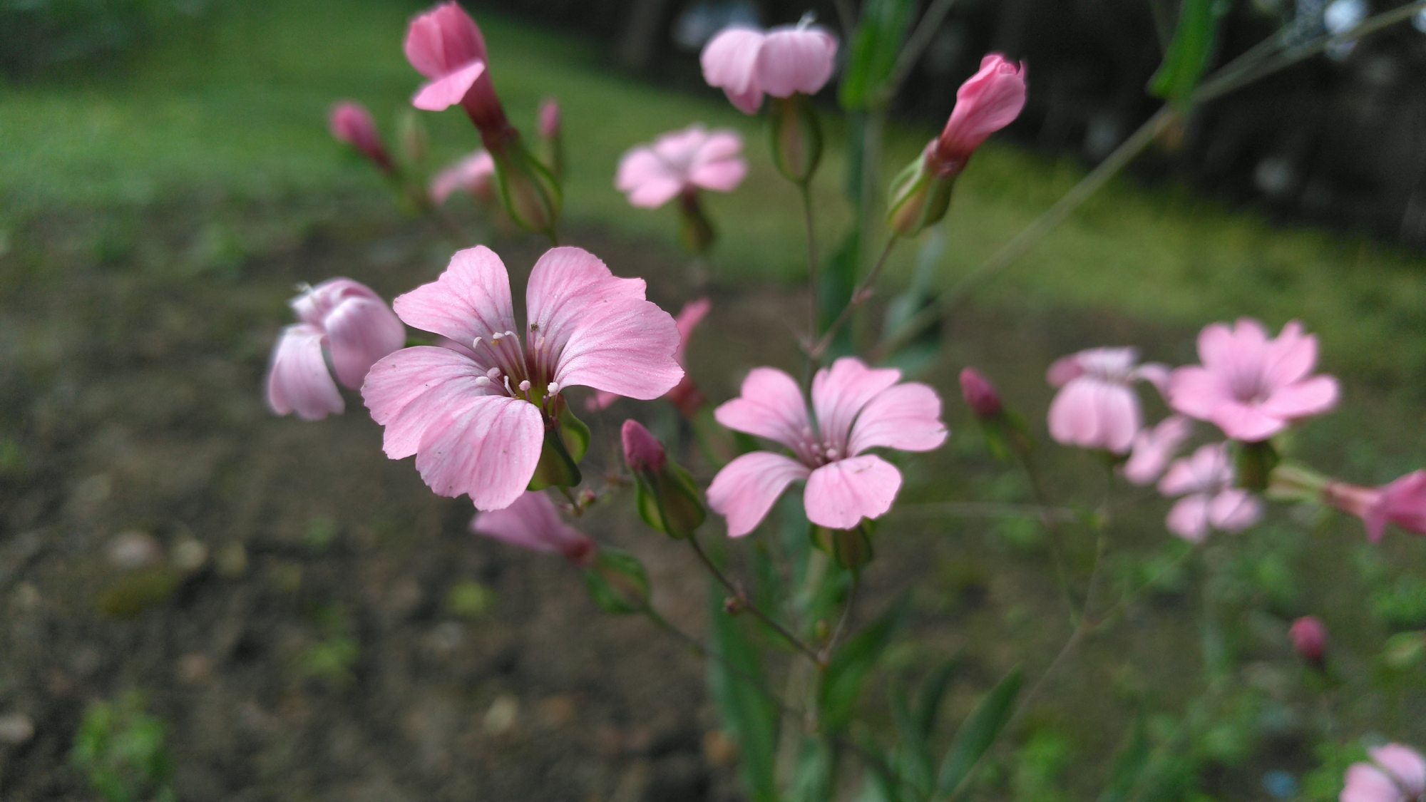 教程麦蓝菜是哪种蔬菜(蔬菜怎么种植)简短介绍--三毛知识