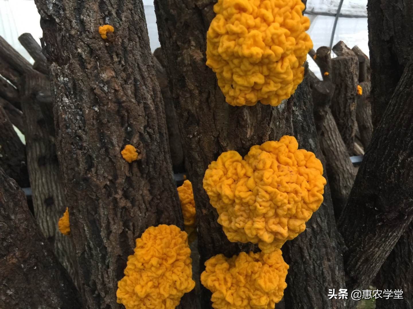 这种珍贵食用菌，有“菌中燕窝”的美誉，由于产量少，市场少见