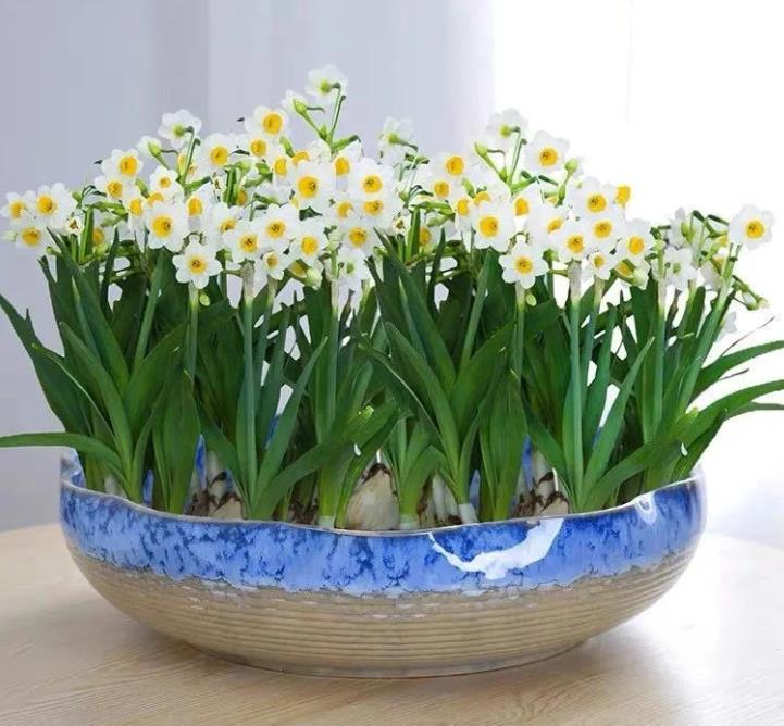 春节期间，国人为什么都爱养“水仙花”？