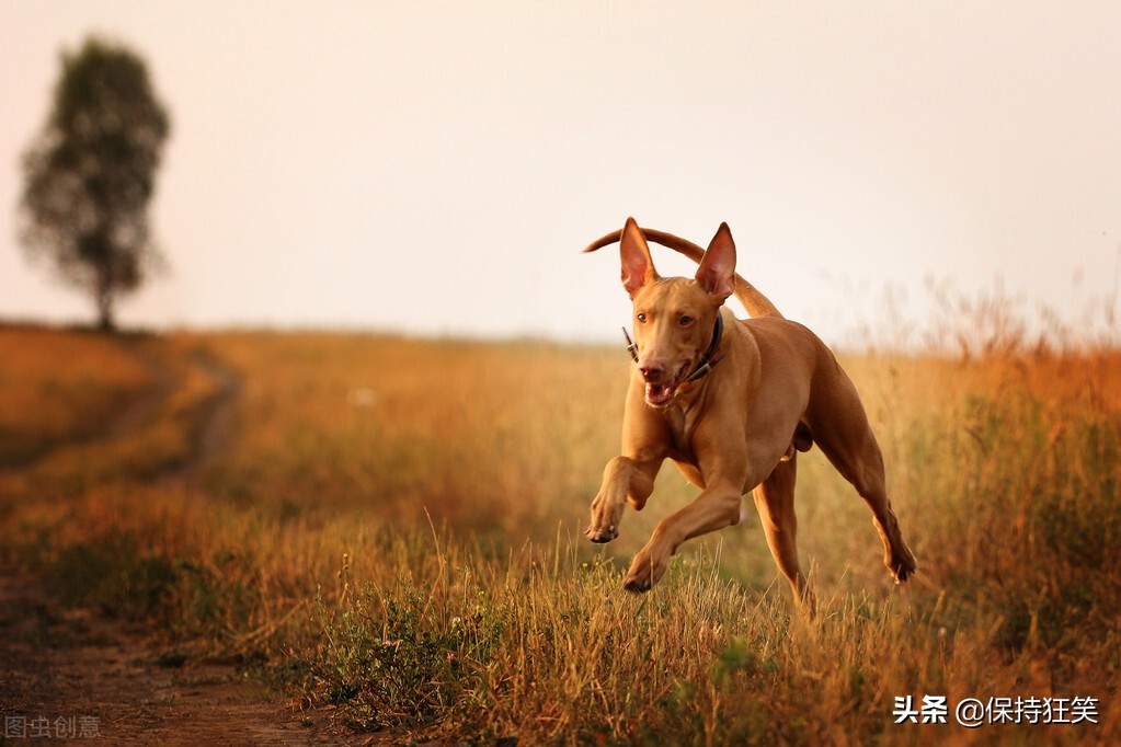 世界十大贵族狗 最具贵族气质的狗 世界十大贵族名犬