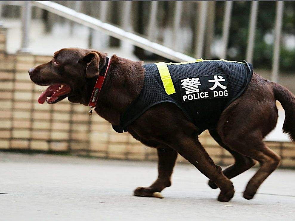 中华田园犬智商（这种犬的智商很高却做不了警犬）