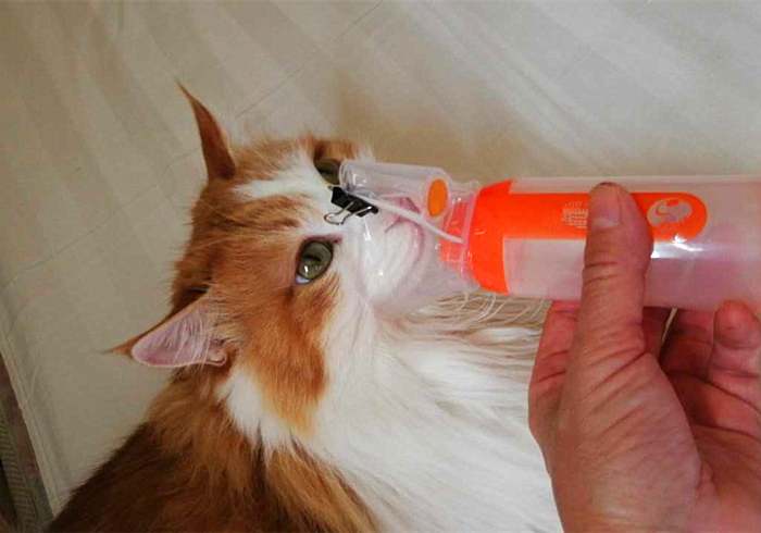车票开抢，主人与猫咪都要回家？应知宠物托运的两大注意点