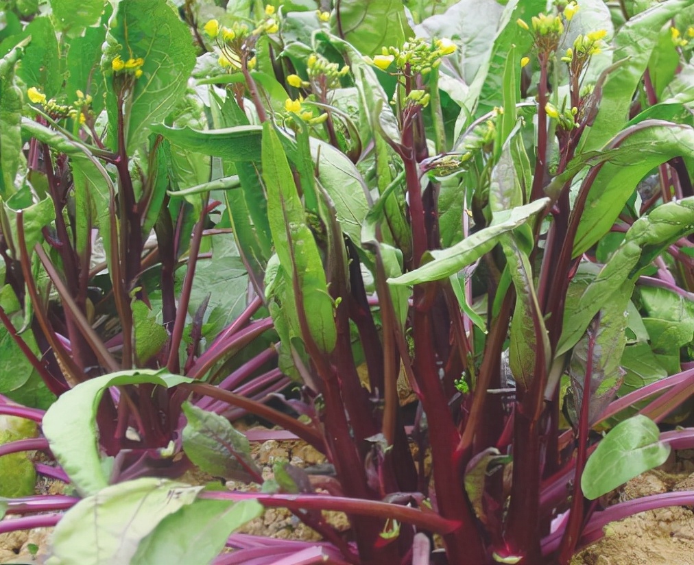 我国的特产蔬菜红菜薹,曾与武昌鱼齐名,种1次收8次,天冷更好吃