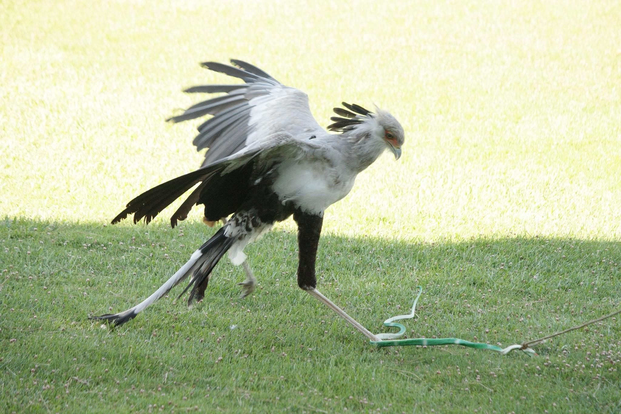 非洲毒蛇的克星:蛇鹫一旦跳起"死亡之舞",黑曼巴蛇都逃不了