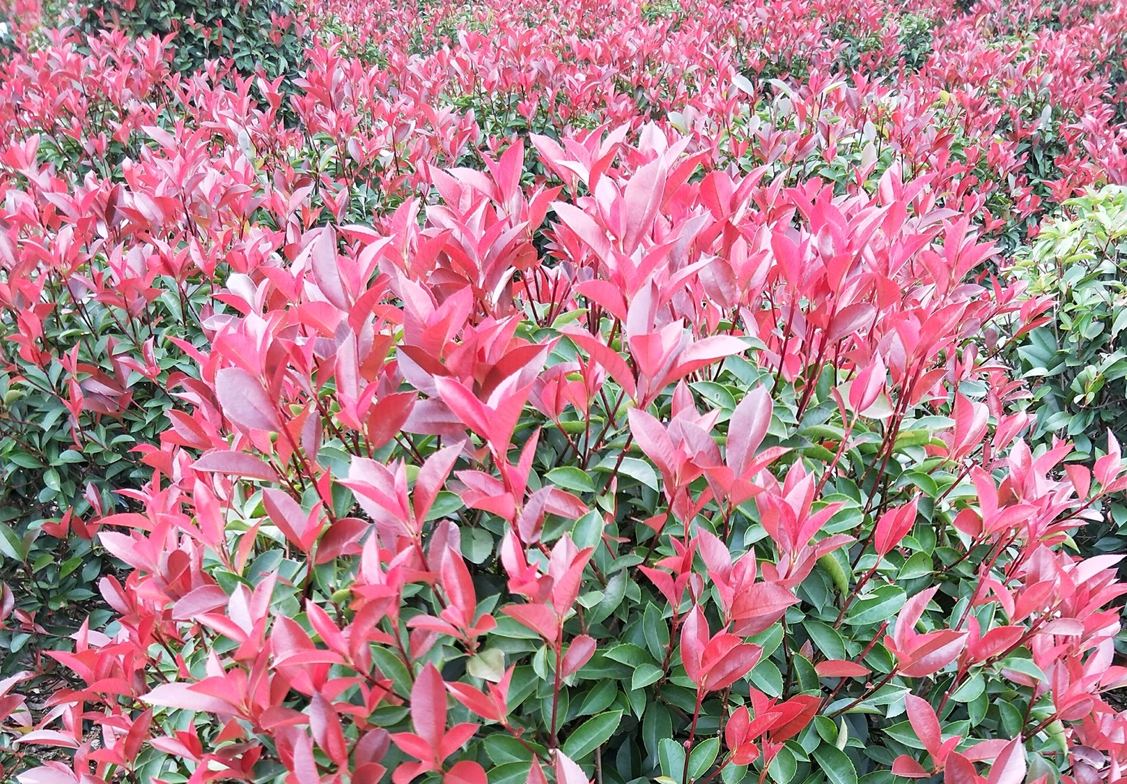 开花有生命味道的石楠花，为什么被绿化者青睐，4个原因算是解释