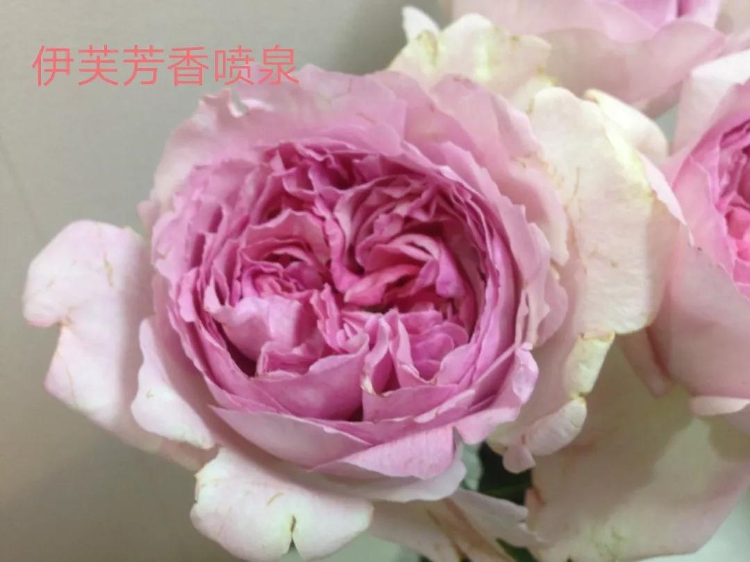 白荔枝玫瑰花语是什么（常见切花月季一览）